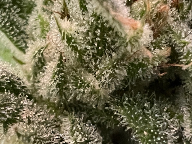 CBD#1 – Image 3