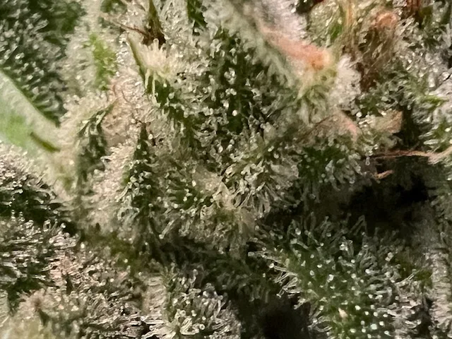 CBD#1 – Image 3