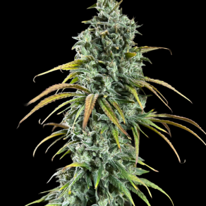 CBD#1