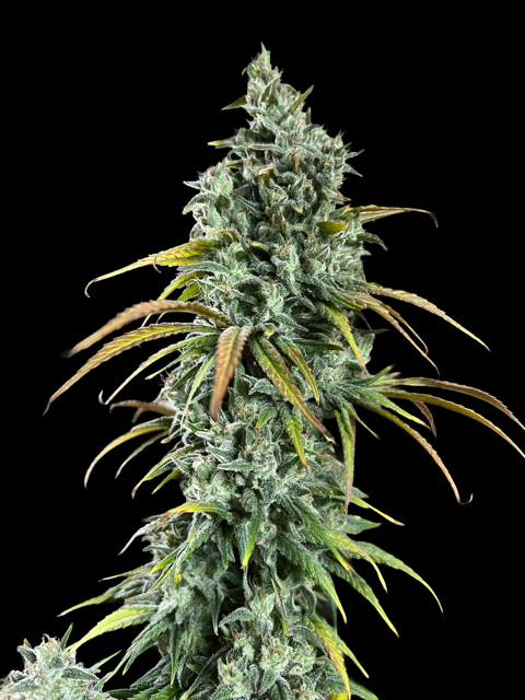 CBD#1