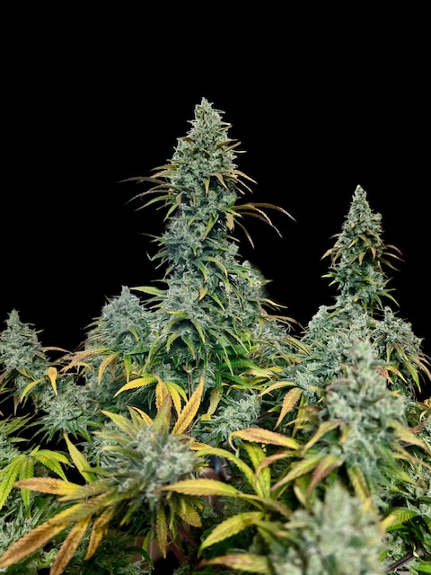 CBD#1 – Image 2