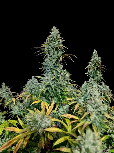 CBD#1 – Image 2