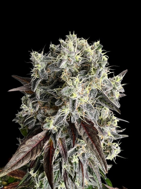 Goat Butter – Image 2