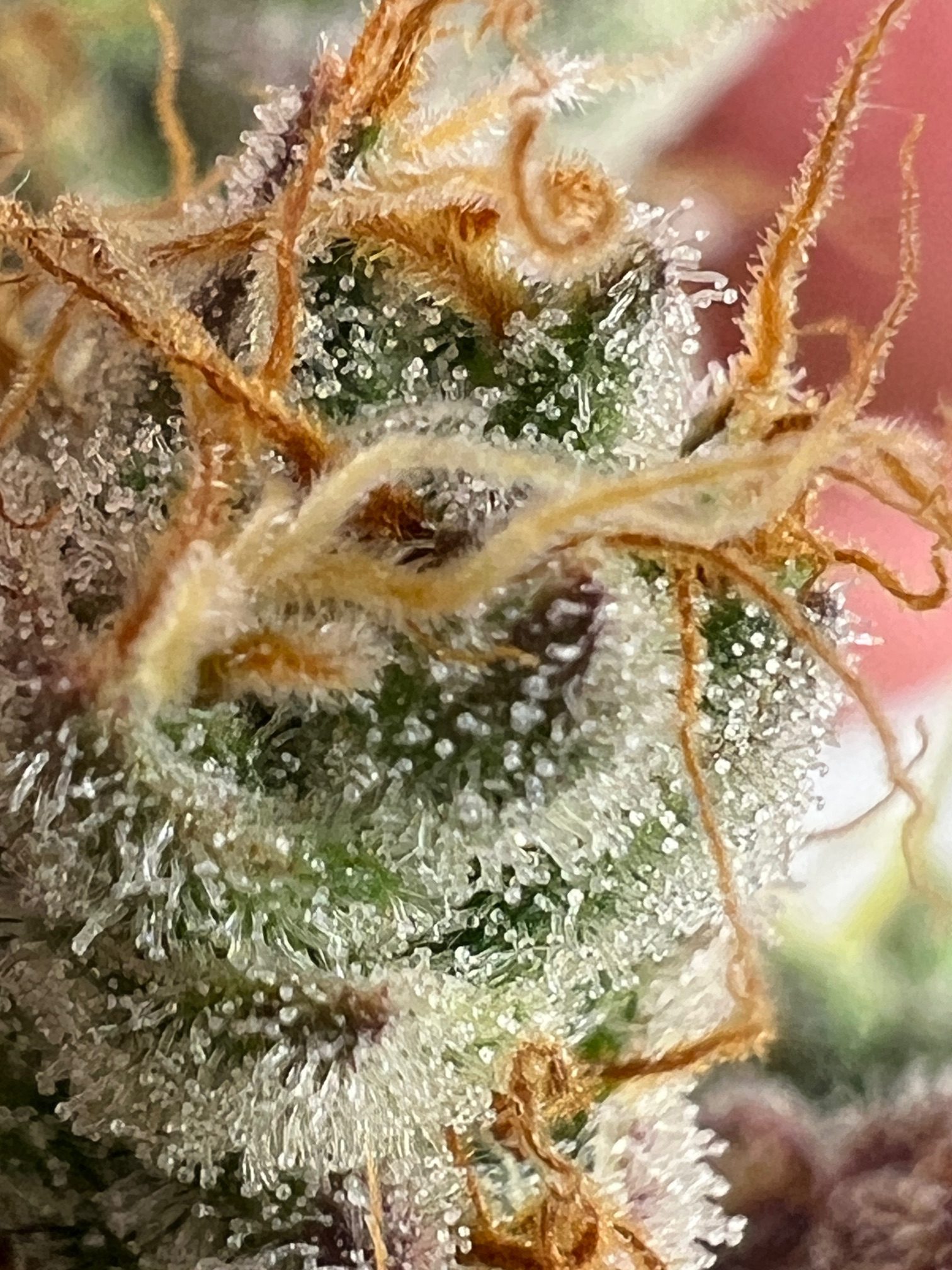 Strawberry Doughnuts CBD Mix – Image 3