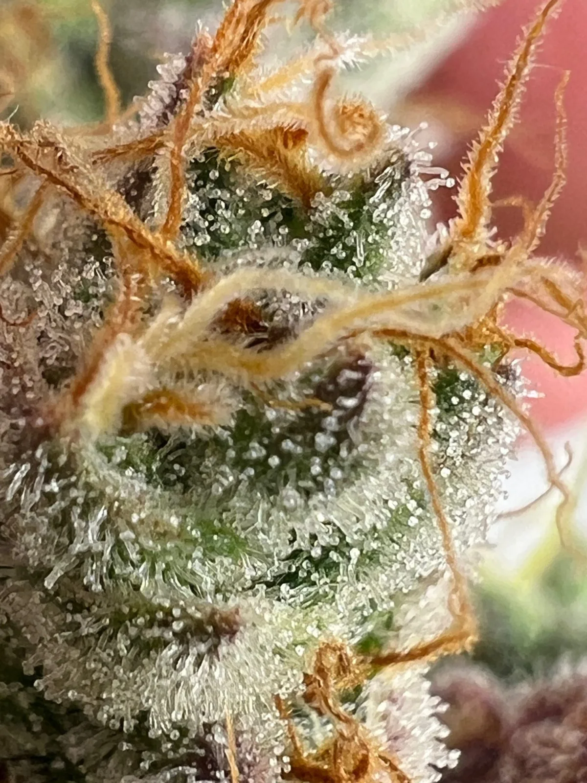 Strawberry Doughnuts CBD Mix – Image 3