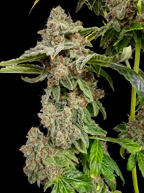 Strawberry Doughnuts CBD Mix – Image 2
