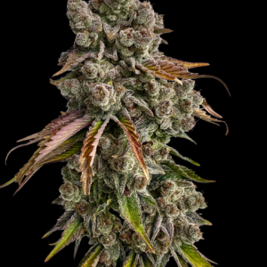 Strawberry Doughnuts CBD Mix