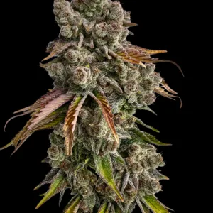 Strawberry Doughnuts CBD Mix