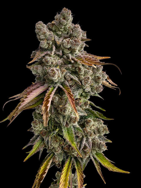 Strawberry Doughnuts CBD Mix