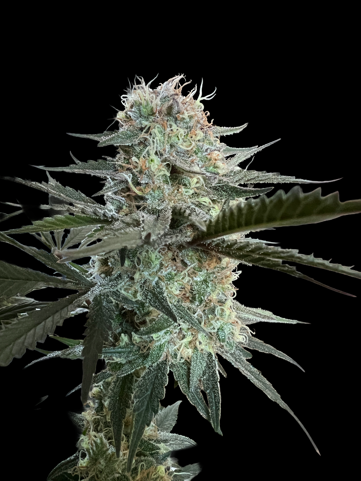 Mango Hazeling mix – Image 3