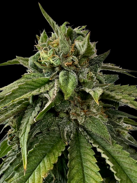 Kalijah CBD Mix – Image 2