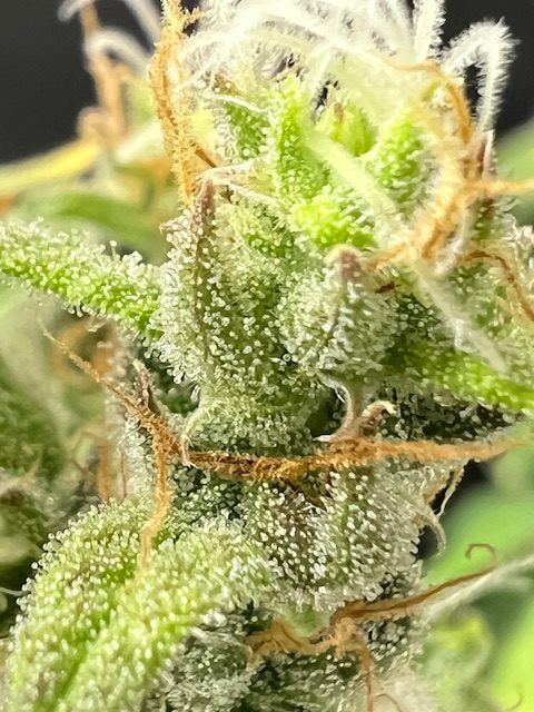 Kalijah CBD Mix – Image 3