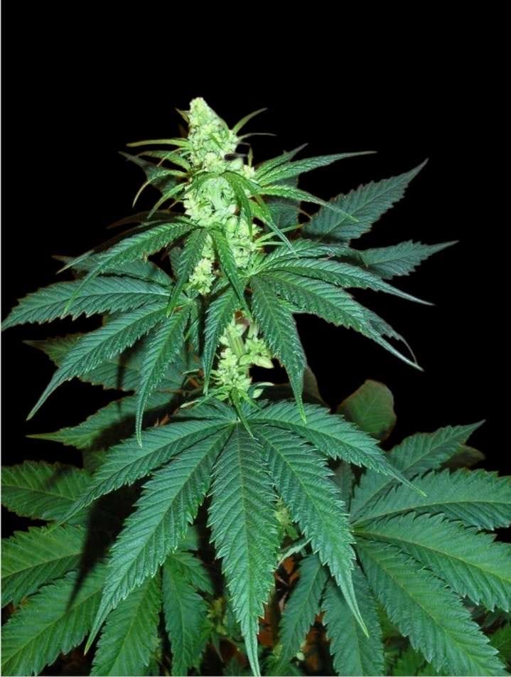 Nepalaise Indica mâle utilisé dans le croisement Nepalma
