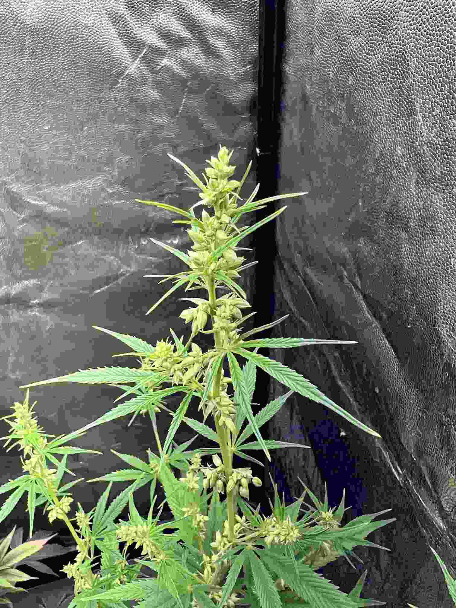 Nepalma type 2 mâle, formation de pollen