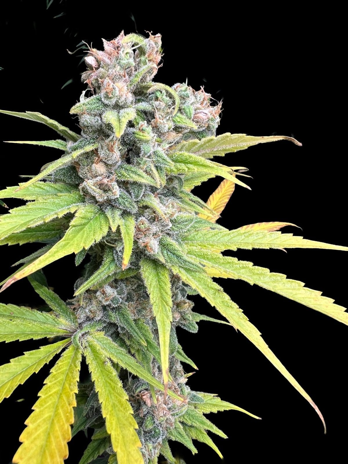 Nepalma CBD type 2 JGL-USC