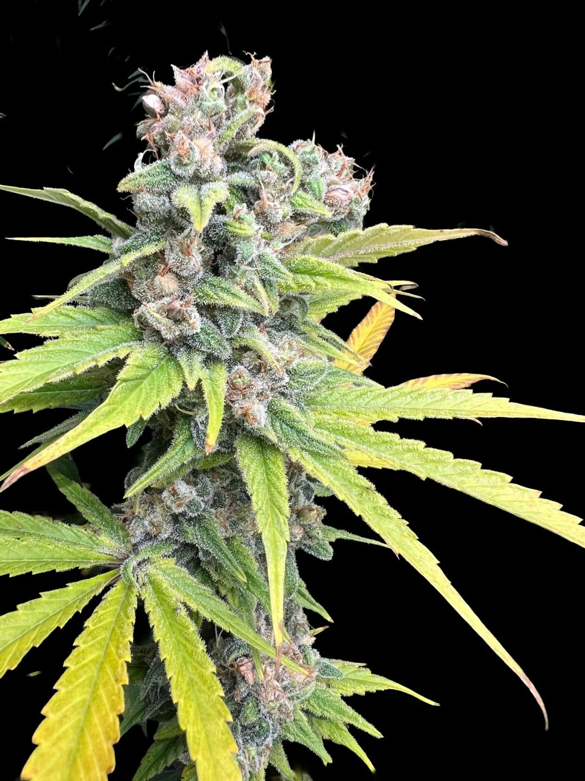 Nepalma CBD type 2 JGL-USC