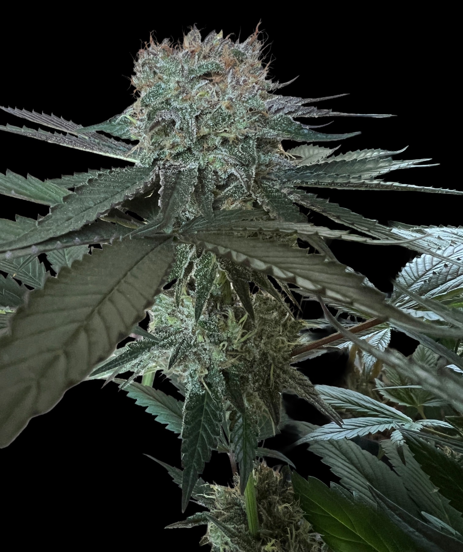 Mango Hazeling mix – Image 2