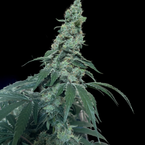 Mango Hazeling mix