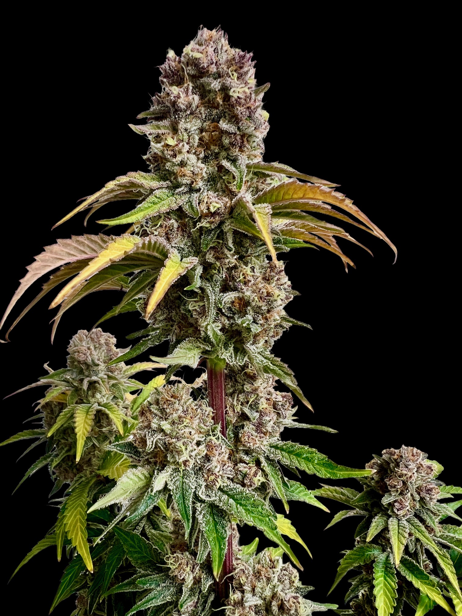 Strawberry Doughnuts CBD Mix – Image 4