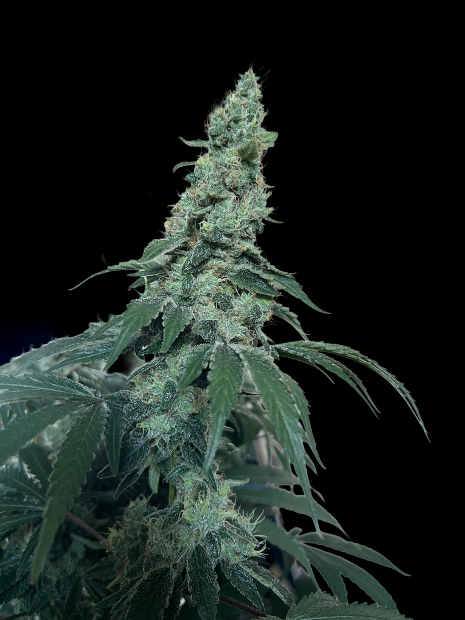 Mango Hazeling mix
