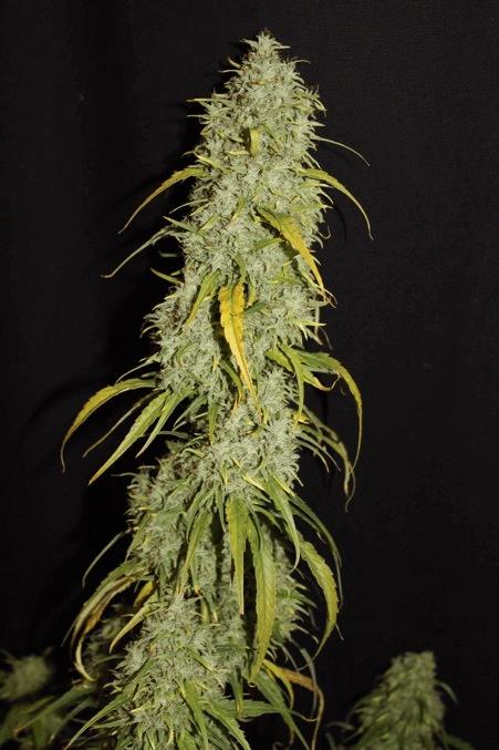 Zamal CBD – Image 6