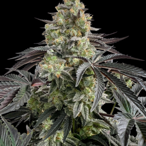 Demi Glaze CBD Mix