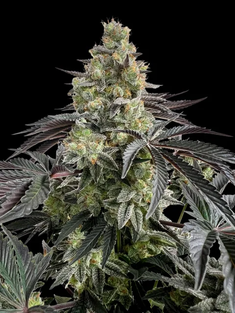 Demi Glaze CBD Mix