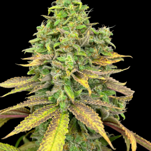 Kalijah CBD Mix