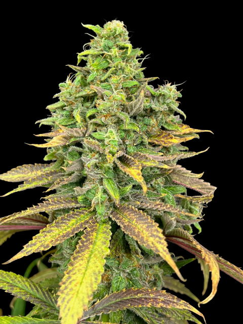Kalijah CBD Mix