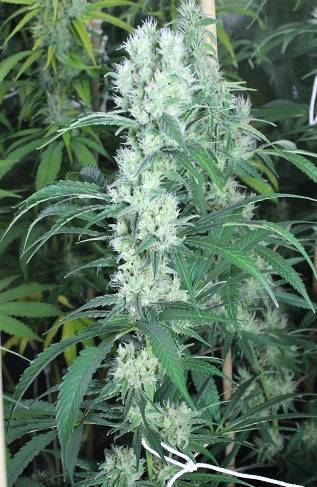 Panama Red 90 - clone femelle utilisé sur le croisement Nepalma