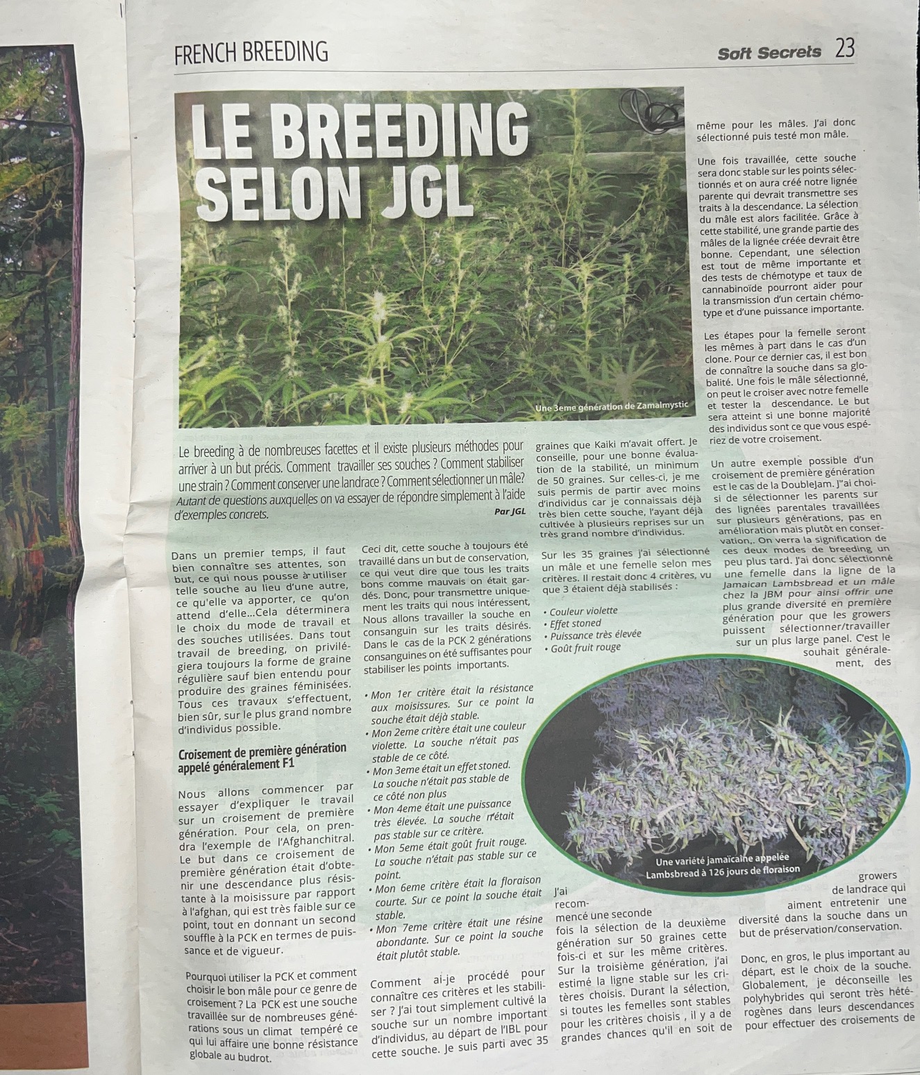 Article breeding cannabis 'Le breeding selon JGL' Partie 1 par JGL Underground Seeds, Soft Secrets octobre 2016 - Page 23