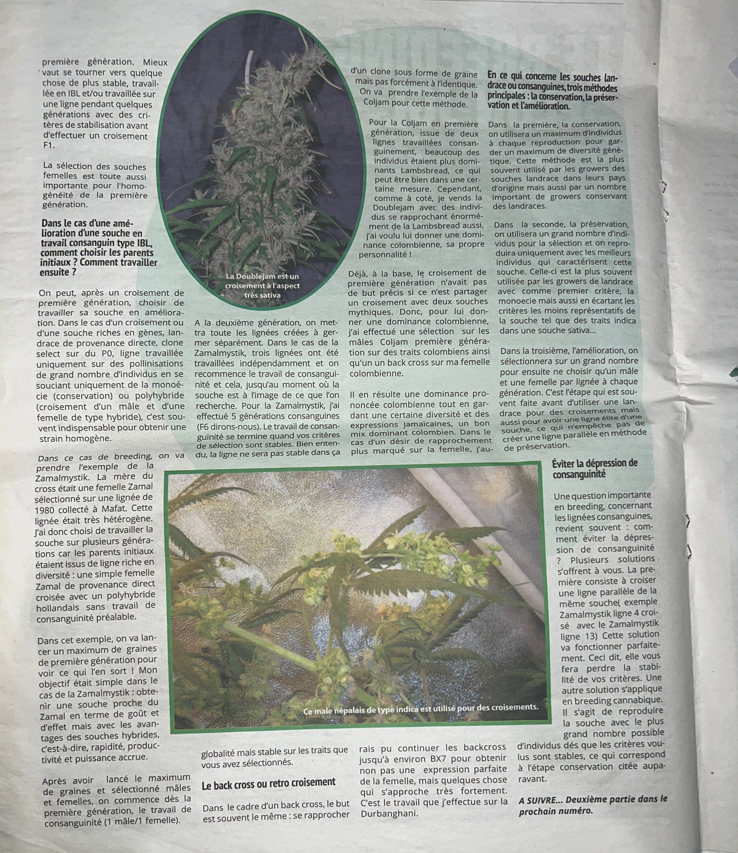Article breeding cannabis 'Le breeding selon JGL' Partie 1 par JGL Underground Seeds - Page 24 - Doublejam, Lambsbread et mâle népalais