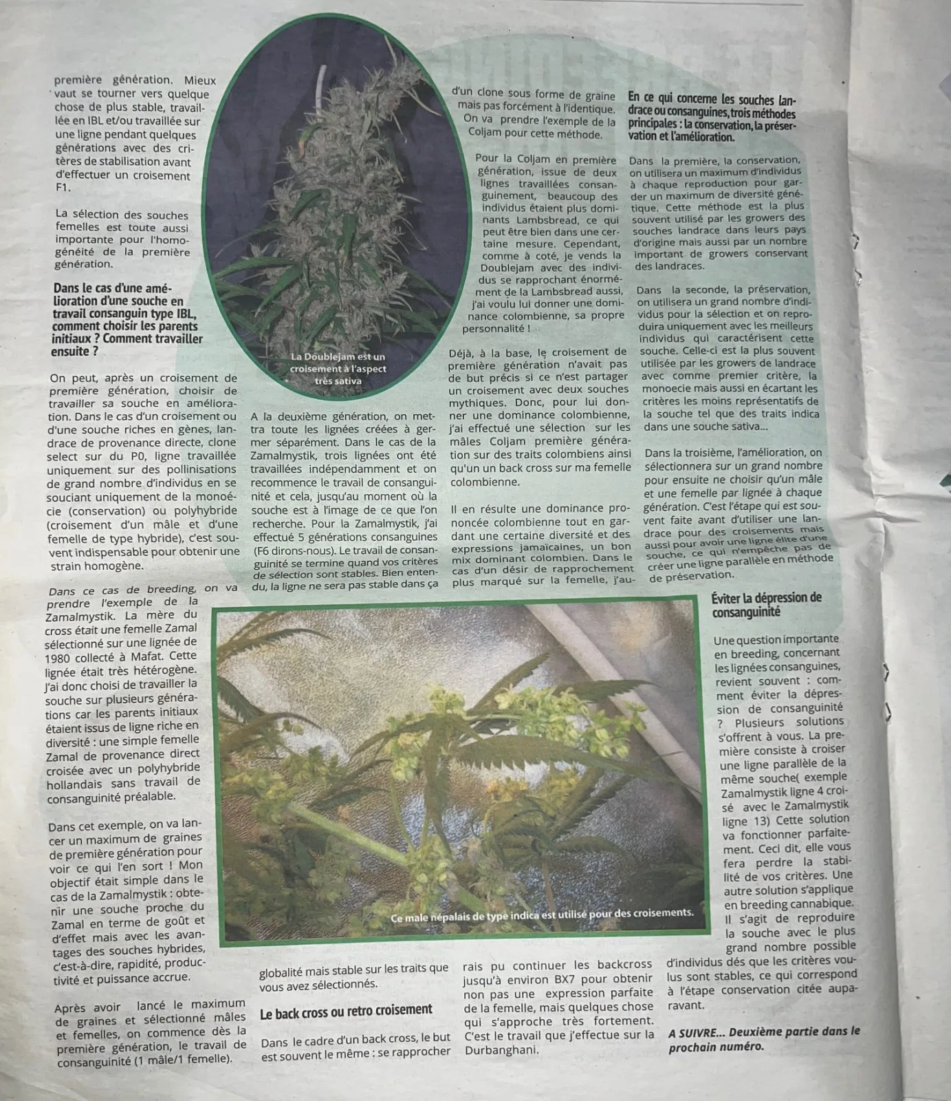Article breeding cannabis 'Le breeding selon JGL' Partie 1 par JGL Underground Seeds - Page 24 - Doublejam, Lambsbread et mâle népalais