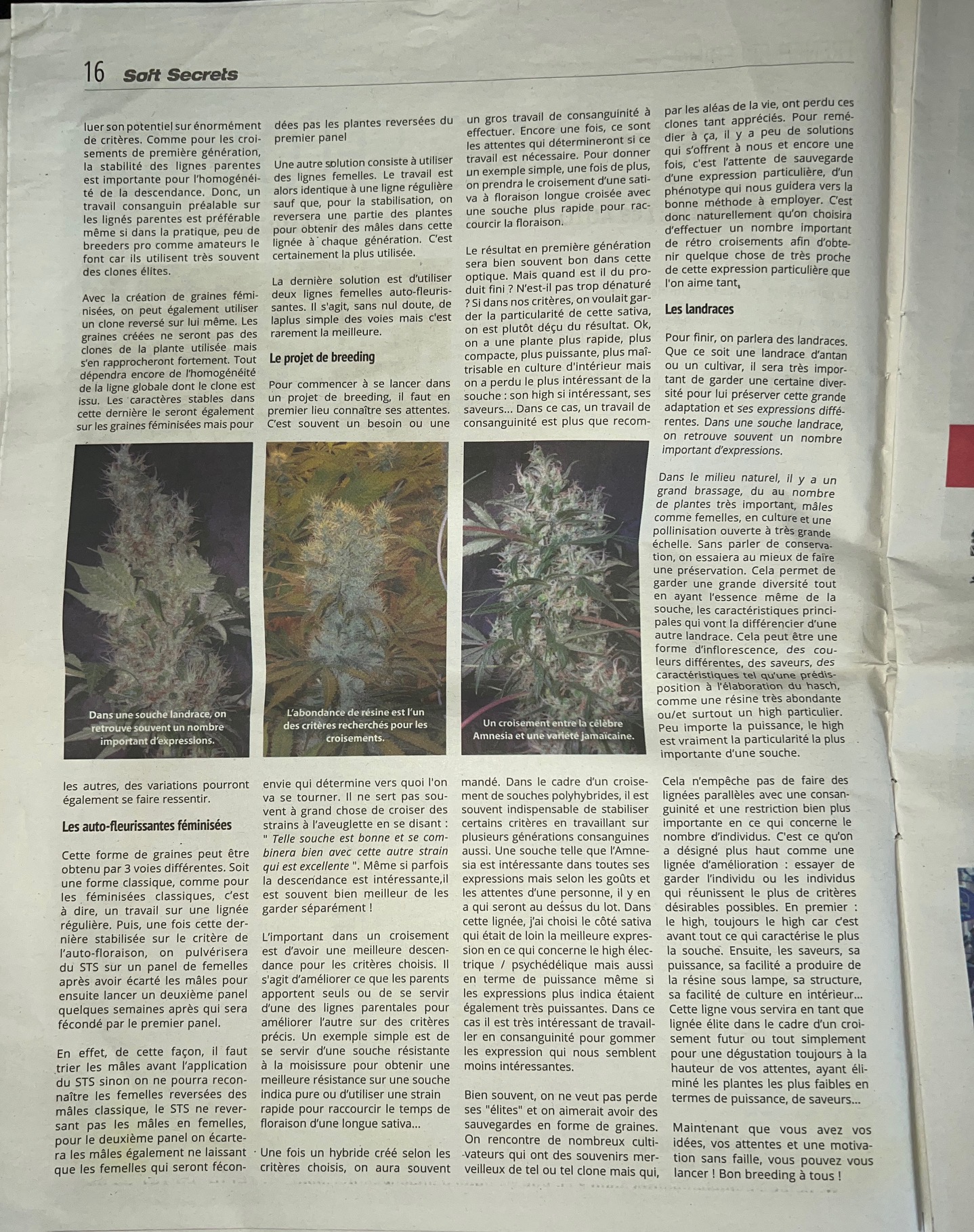 Article breeding cannabis 'Le breeding selon JGL' Partie 2 par JGL Underground Seeds - Page 16 - Projet de breeding, Amnesia et landraces