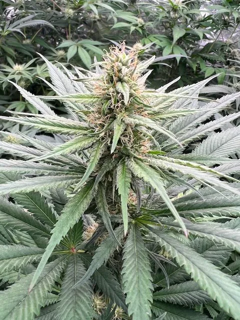 Afghan CBD – Image 3