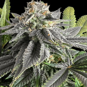 Afghan CBD