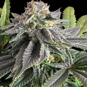 Afghan CBD
