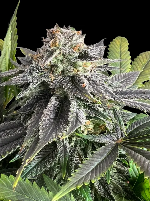 Afghan CBD
