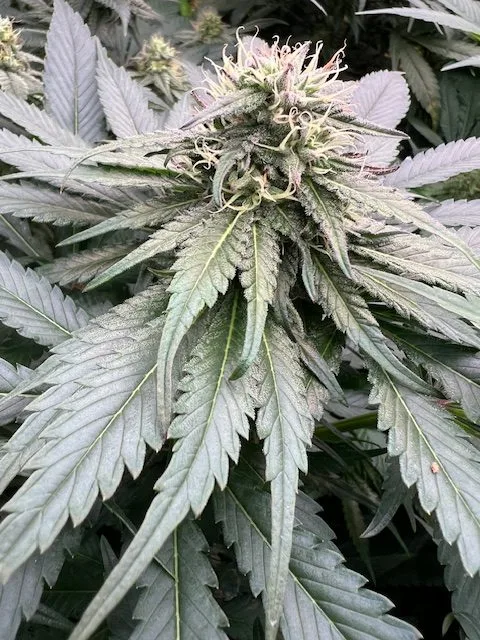 Afghan CBD – Image 2