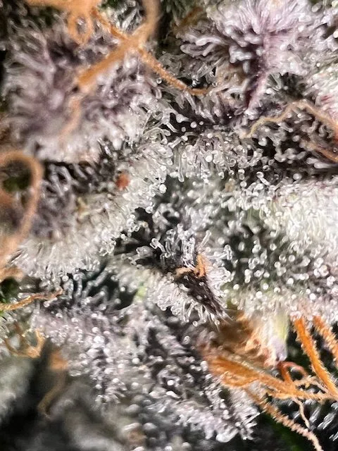 Afghan CBD – Image 4