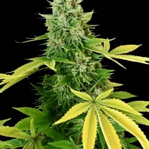 Afghanchitral