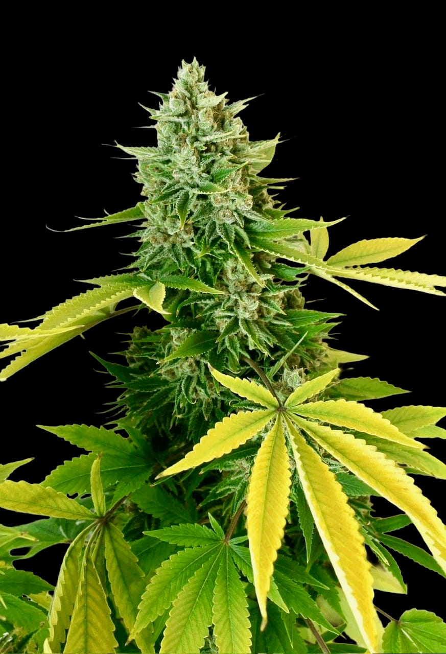 Afghanchitral