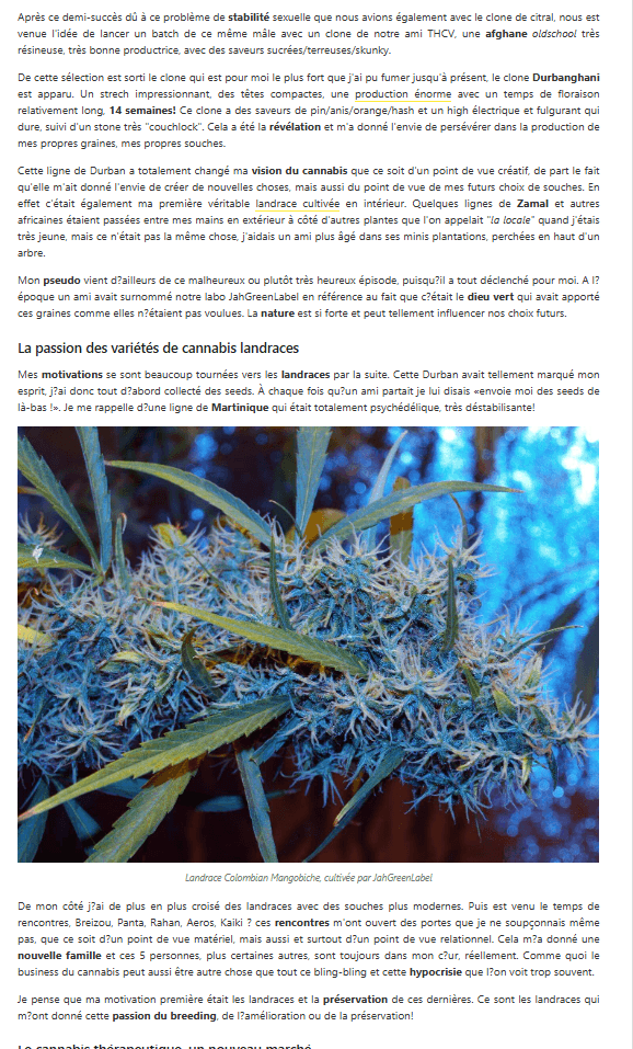 Interview JGL Underground Seeds Collective — Alchimia 2015, page 2 : landrace Colombian Mangobiche