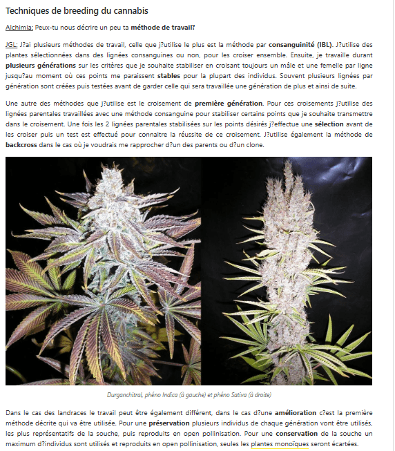 Interview JGL Underground Seeds Collective — Alchimia 2015, page 4 : Durganchitral phéno Indica et Sativa, techniques de breeding IBL