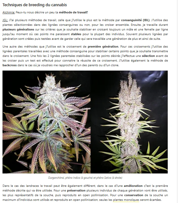 Interview JGL Underground Seeds Collective — Alchimia 2015, page 4 : Durganchitral phéno Indica et Sativa, techniques de breeding IBL