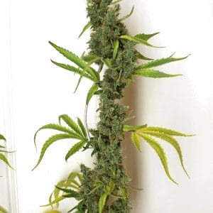 Amnesia Sativa