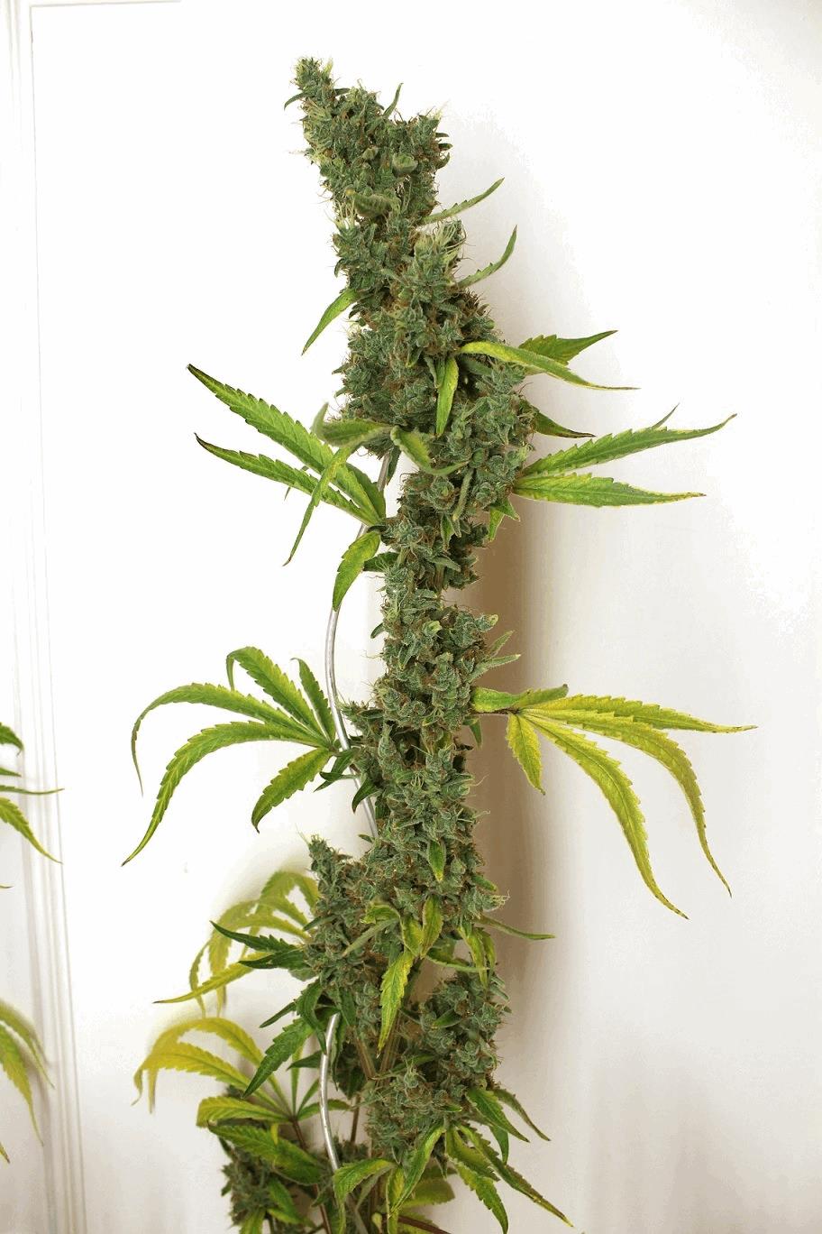 Amnesia Sativa
