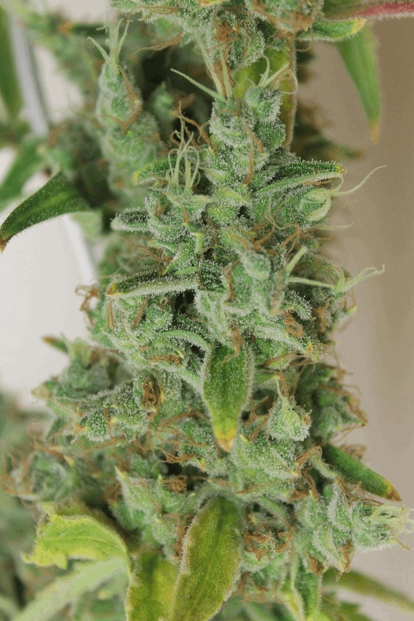 Amnesia Sativa – Image 2