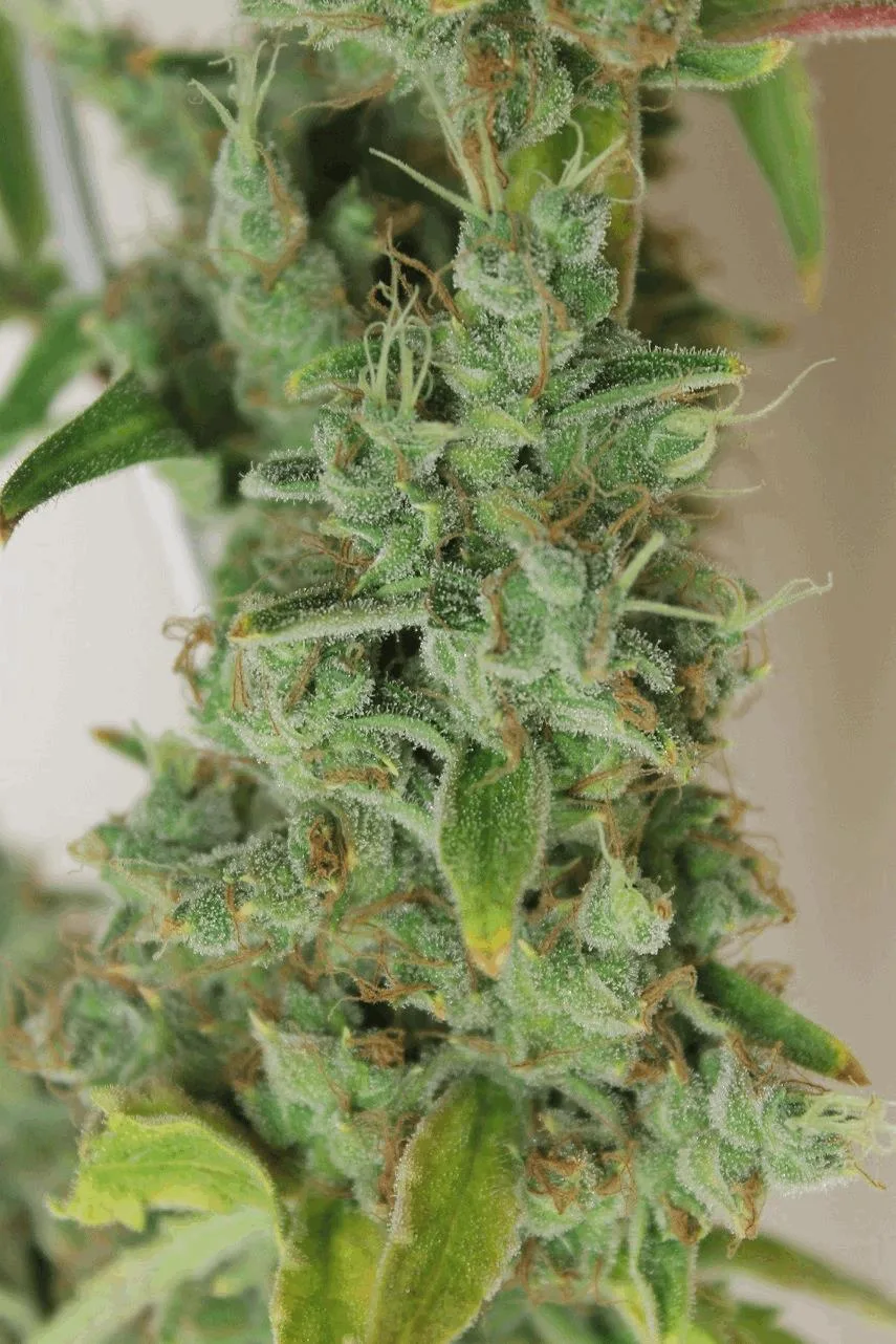 Amnesia Sativa – Image 2