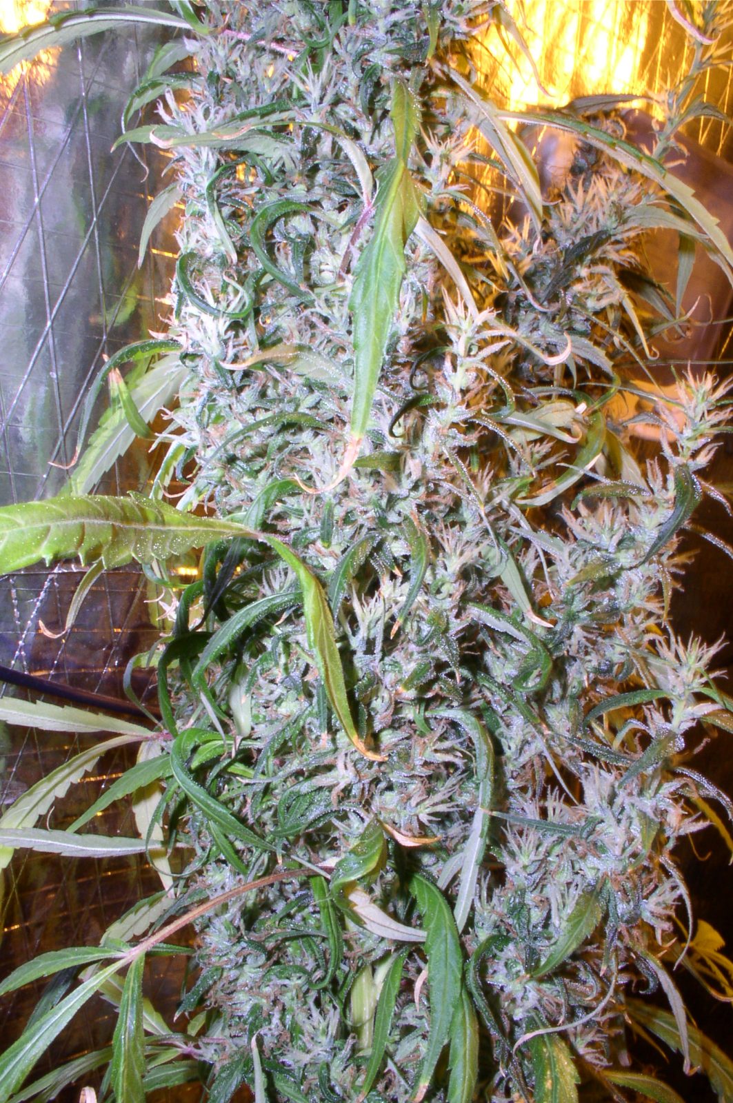 Doublejam USC Lambsbread x JBM en floraison